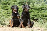 BEAUCERON - PUPPIES 104